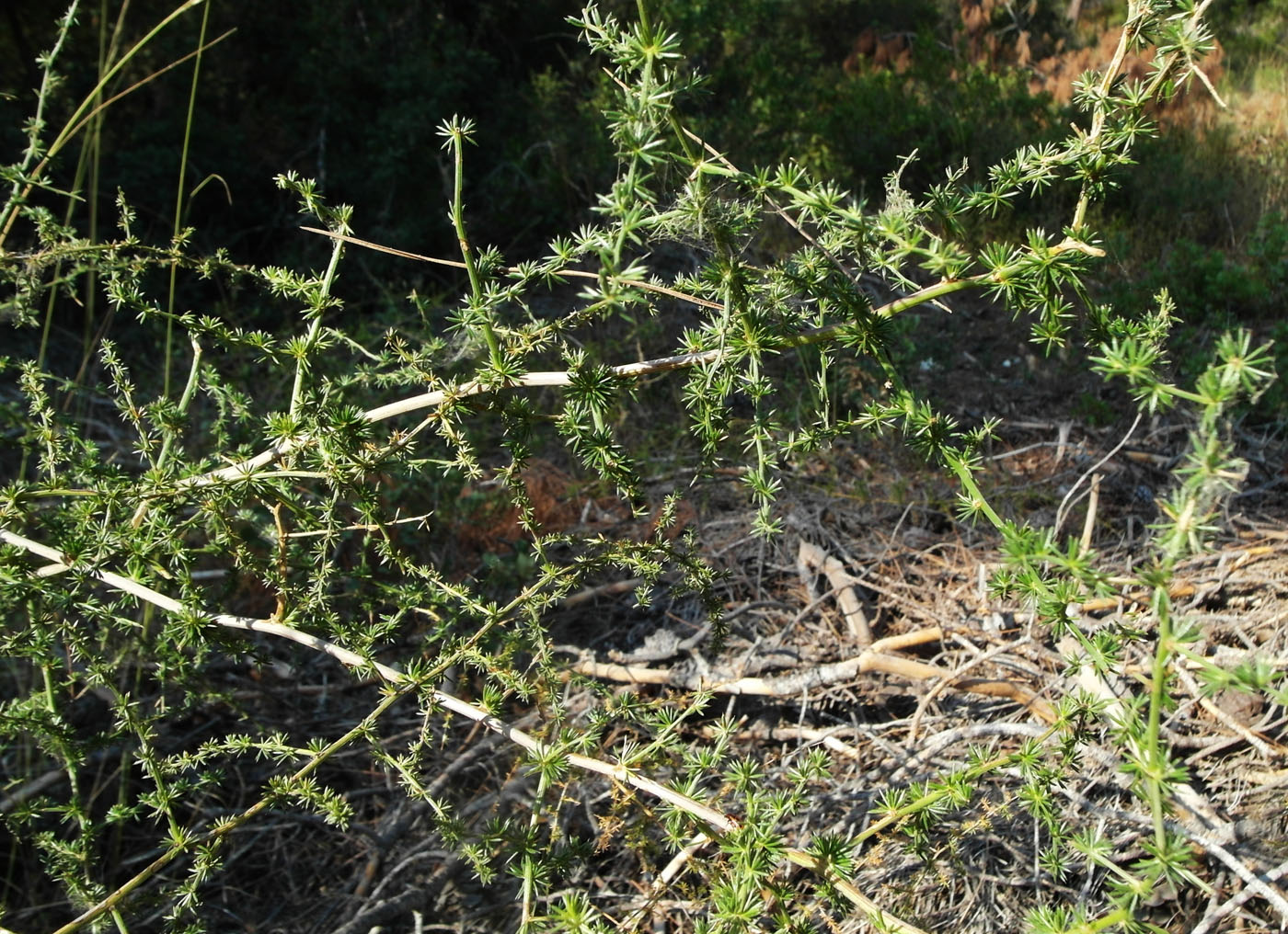 Изображение особи Asparagus aphyllus.