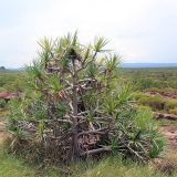 genus Pandanus. Плодоносящее растение. Австралия, штат Северная Территория, графство Западный Арнем, национальный парк \"Kakadu\", окр. Nourlangie rock. 18.12.2010.