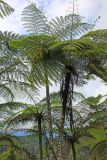 семейство Cyatheaceae