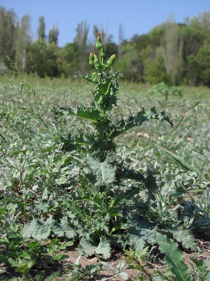 Image of Sonchus asper specimen.