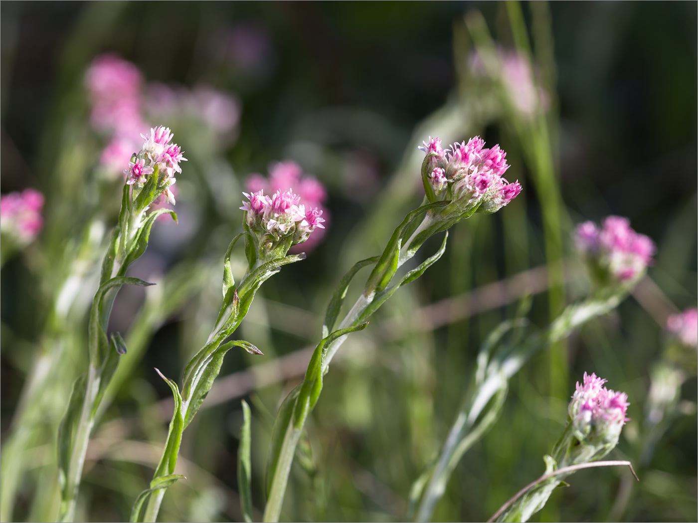 Изображение особи Antennaria dioica.