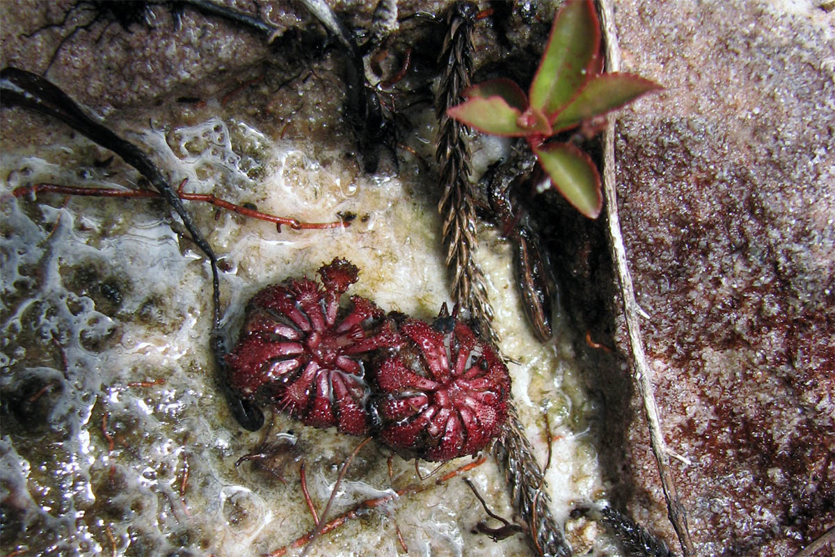 Изображение особи род Drosera.