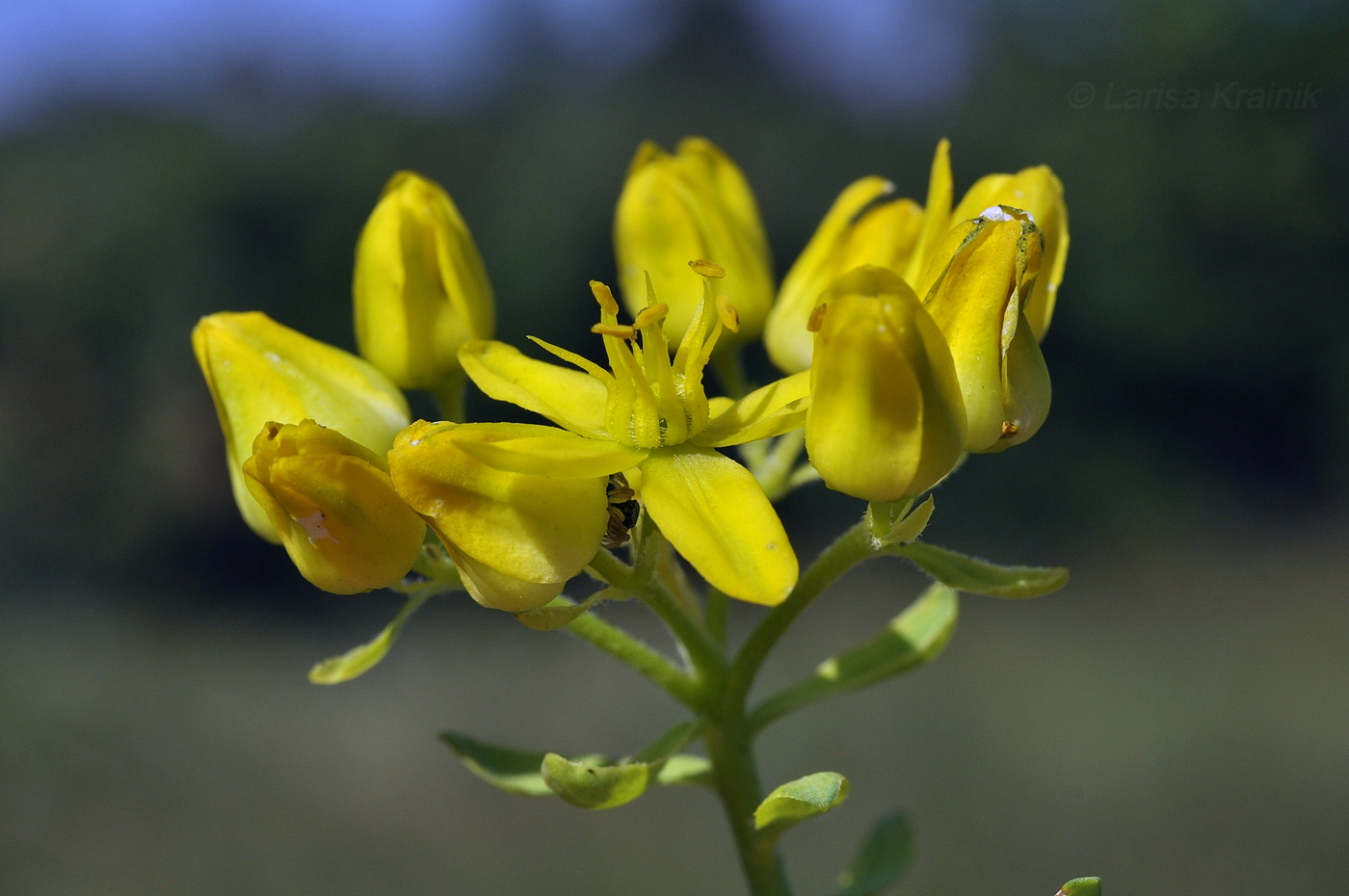 Image of Haplophyllum suaveolens specimen.