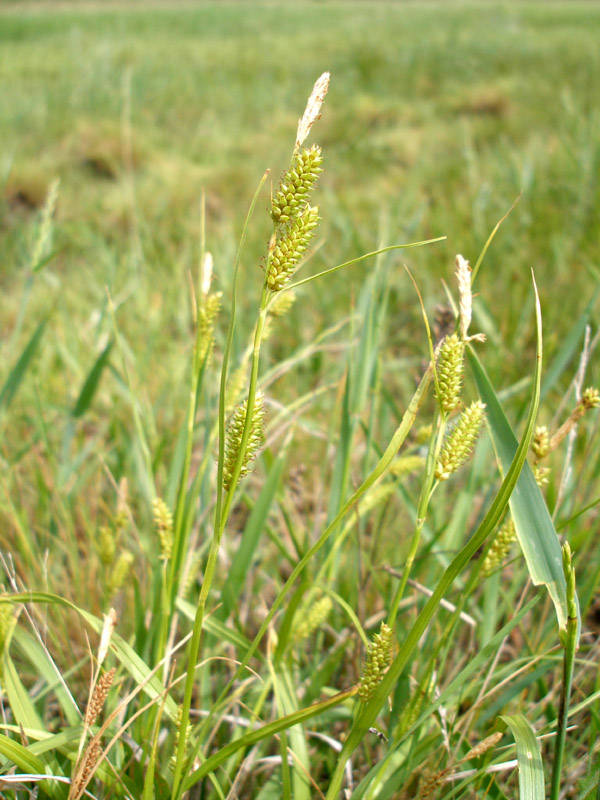 Изображение особи Carex diluta.