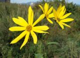 Helianthus tuberosus. Соцветия. Приморский край, Партизанский р-н, западные окр. Партизанской ГРЭС, пустырь. 19.09.2021.