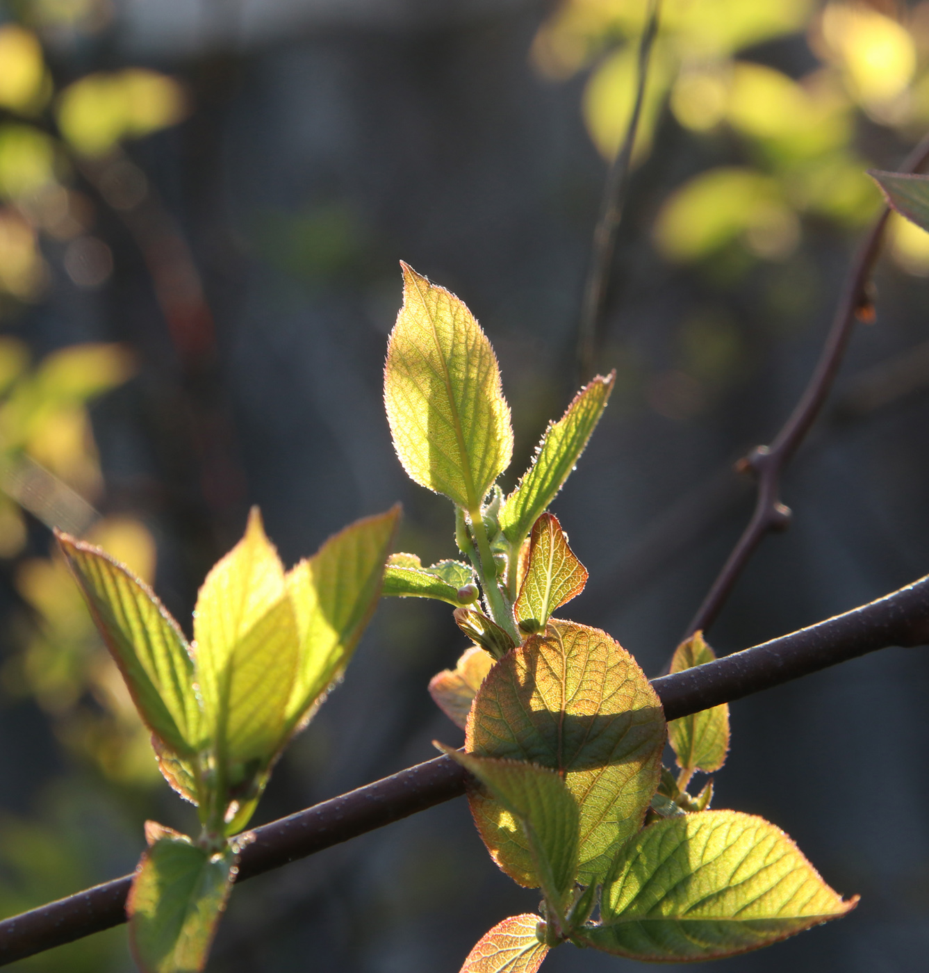 Изображение особи Actinidia kolomikta.