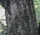 Phellodendron amurense. Часть ствола. Ярославская обл., г. Переславль-Залесский, дендрологический парк им. С. Ф. Харитонова, в культуре. 12.06.2022.