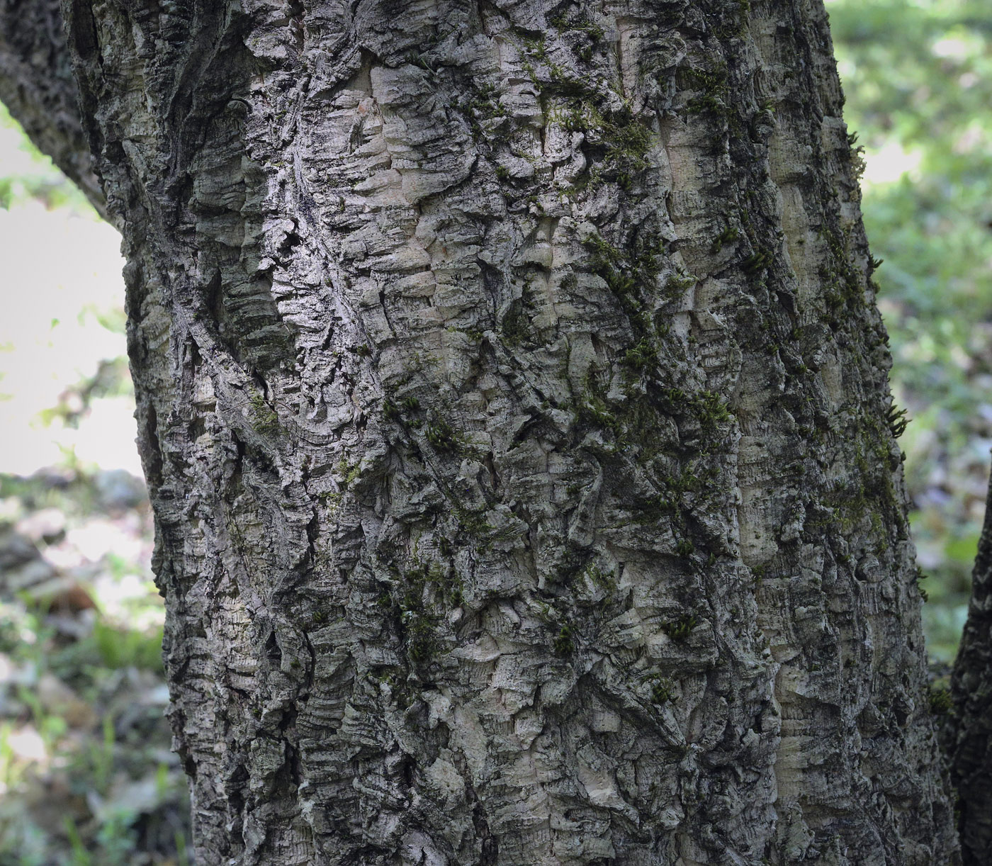 Image of Phellodendron amurense specimen.