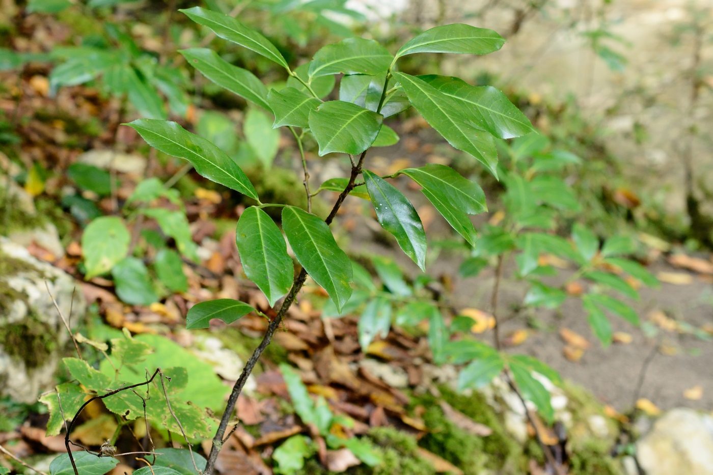 Image of Lauro-cerasus officinalis specimen.