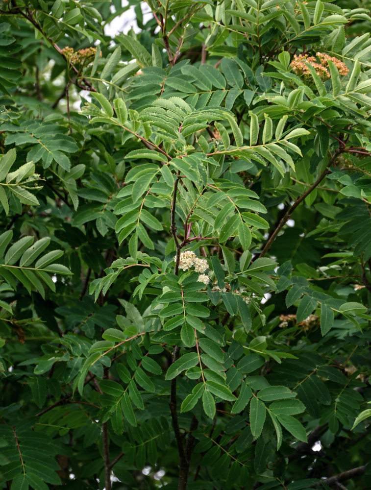 Image of Sorbus aucuparia specimen.