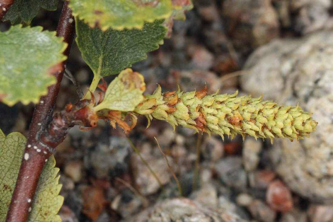 Image of Betula &times; kusmisscheffii specimen.