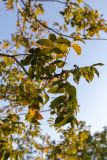 genus Juglans. Верхушка побега с листьями, приобретающими осеннюю окраску. Израиль, лесопарк Шоам. 11.12.2022.