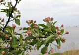 Malus mandshurica