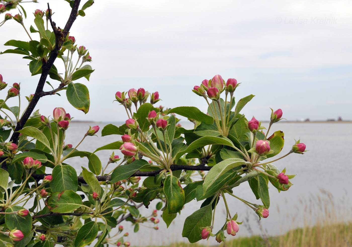 Изображение особи Malus mandshurica.