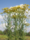 Senecio erucifolius