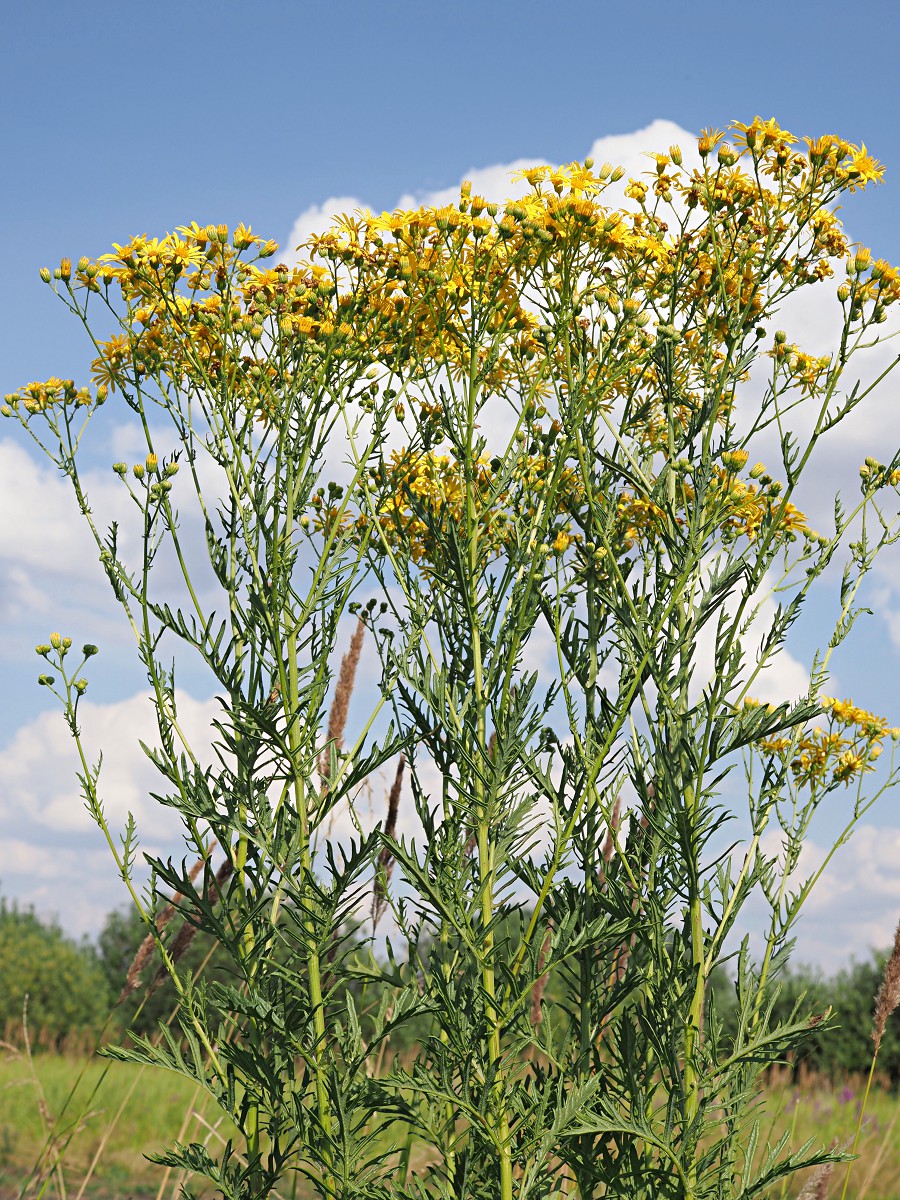 Image of Senecio erucifolius specimen.