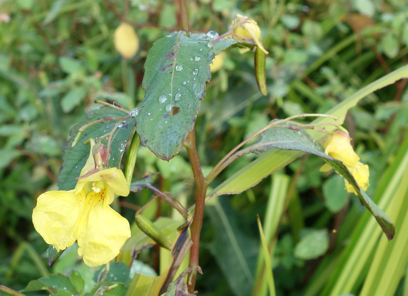 Image of Impatiens noli-tangere specimen.