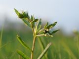 Buglossoides arvensis