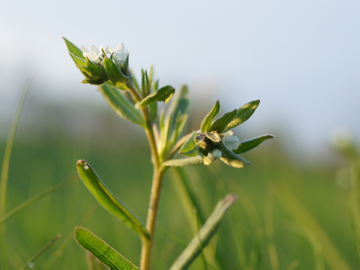 Image of Buglossoides arvensis specimen.