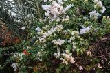 Bougainvillea glabra