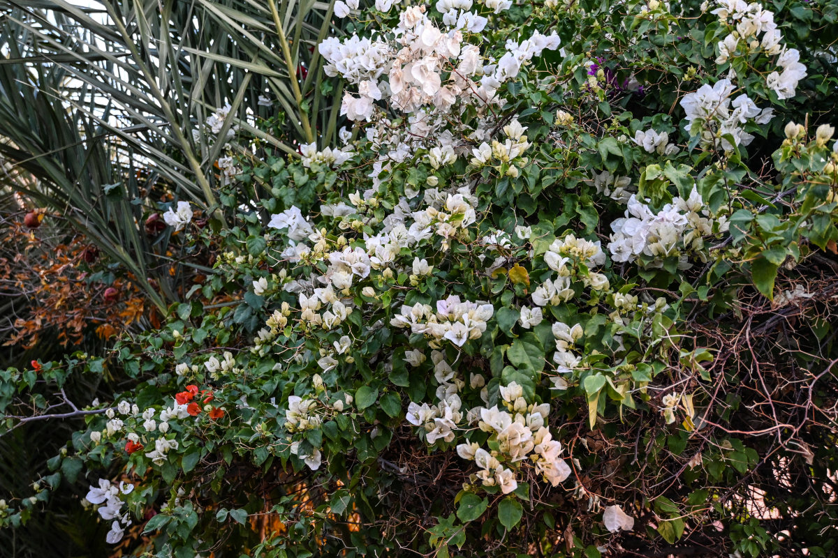 Image of Bougainvillea glabra specimen.