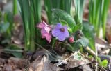 Pulmonaria obscura