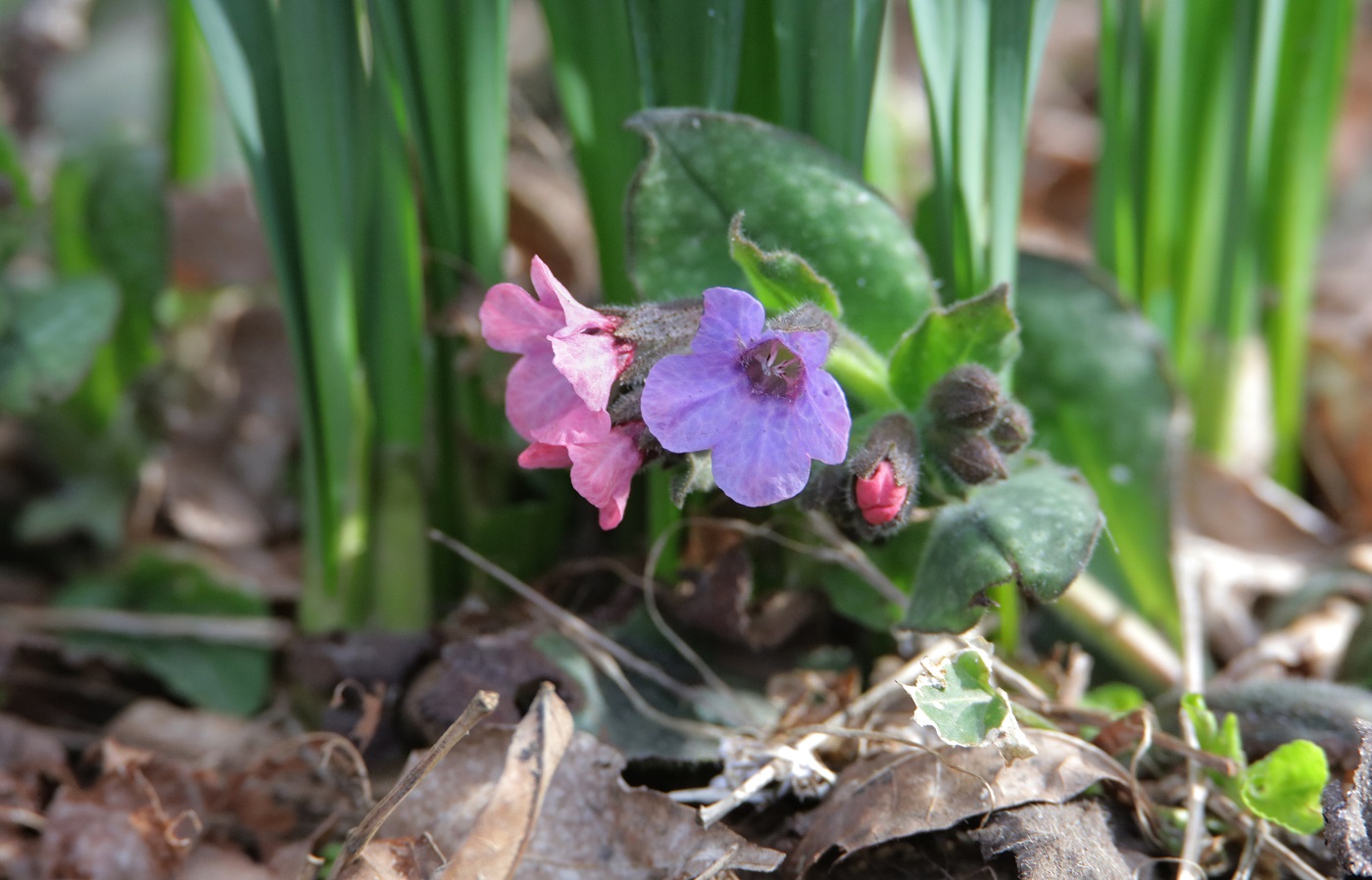 Изображение особи Pulmonaria obscura.