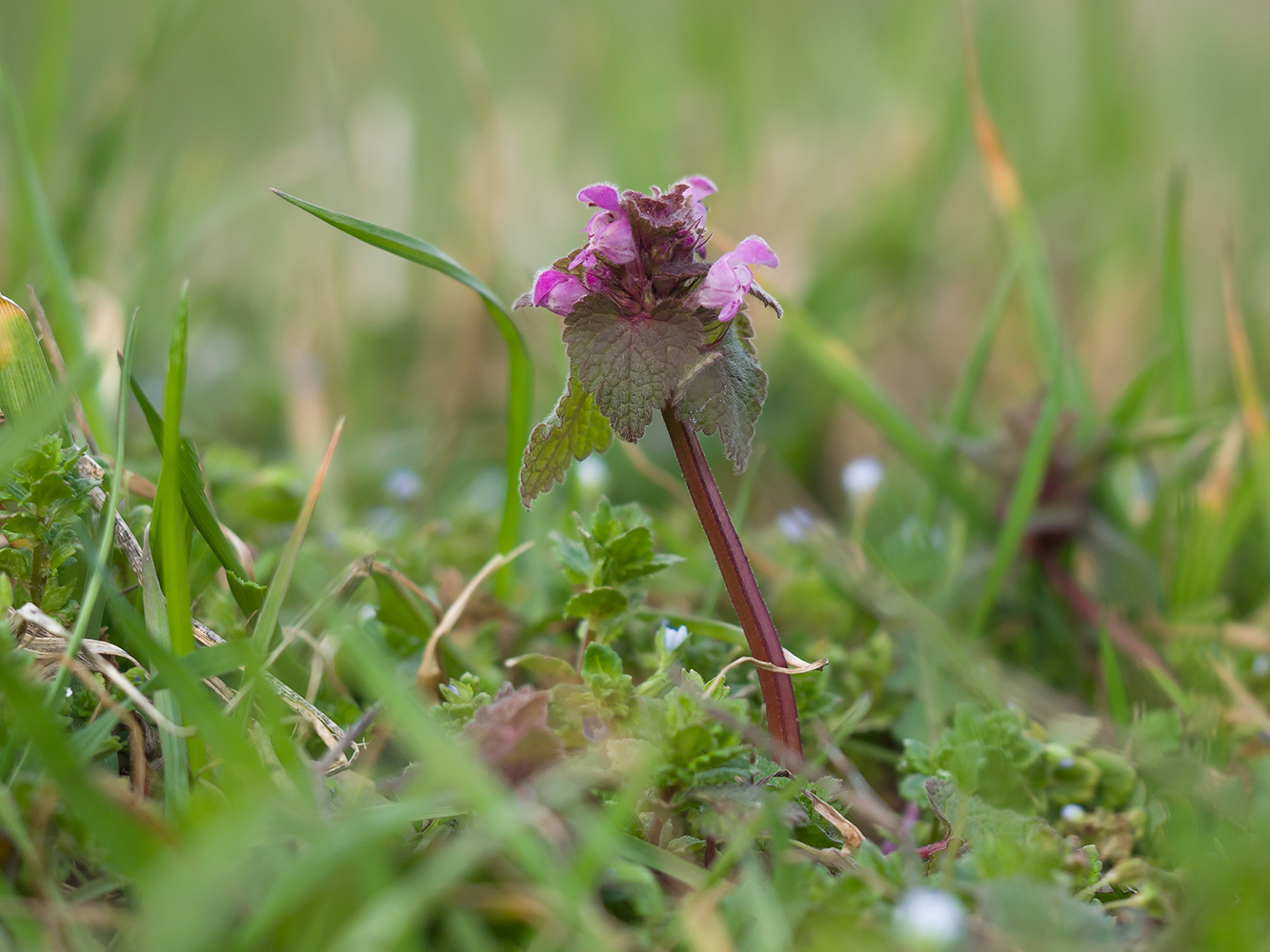 Изображение особи Lamium purpureum.