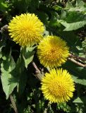 Taraxacum