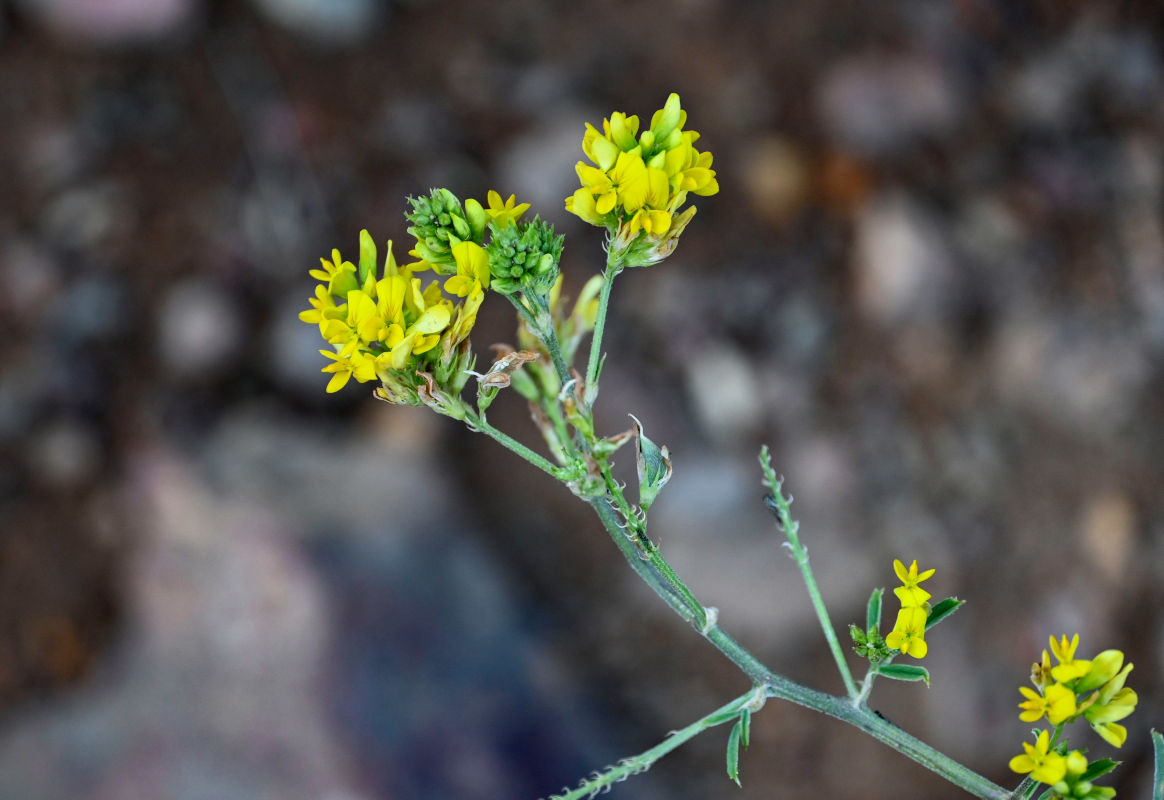 Изображение особи Medicago falcata.