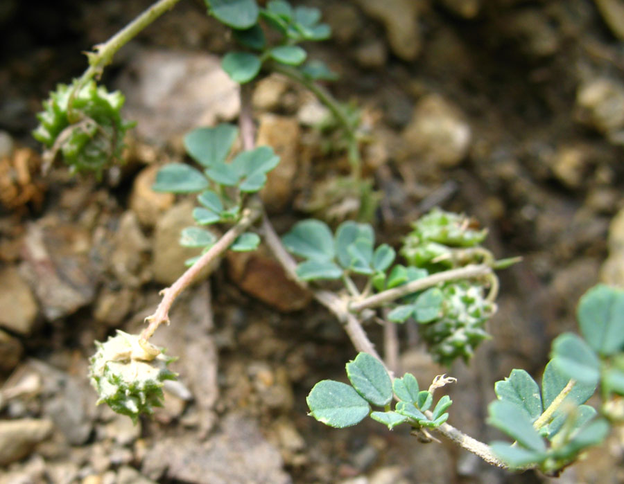 Изображение особи Medicago daghestanica.