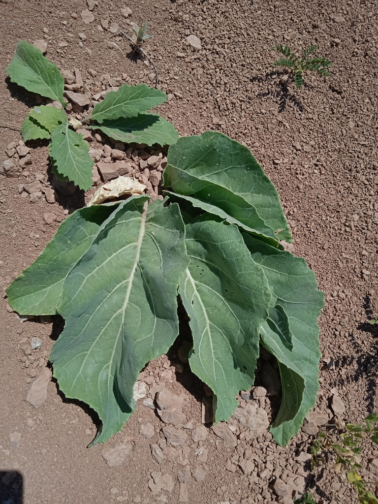 Image of genus Crambe specimen.