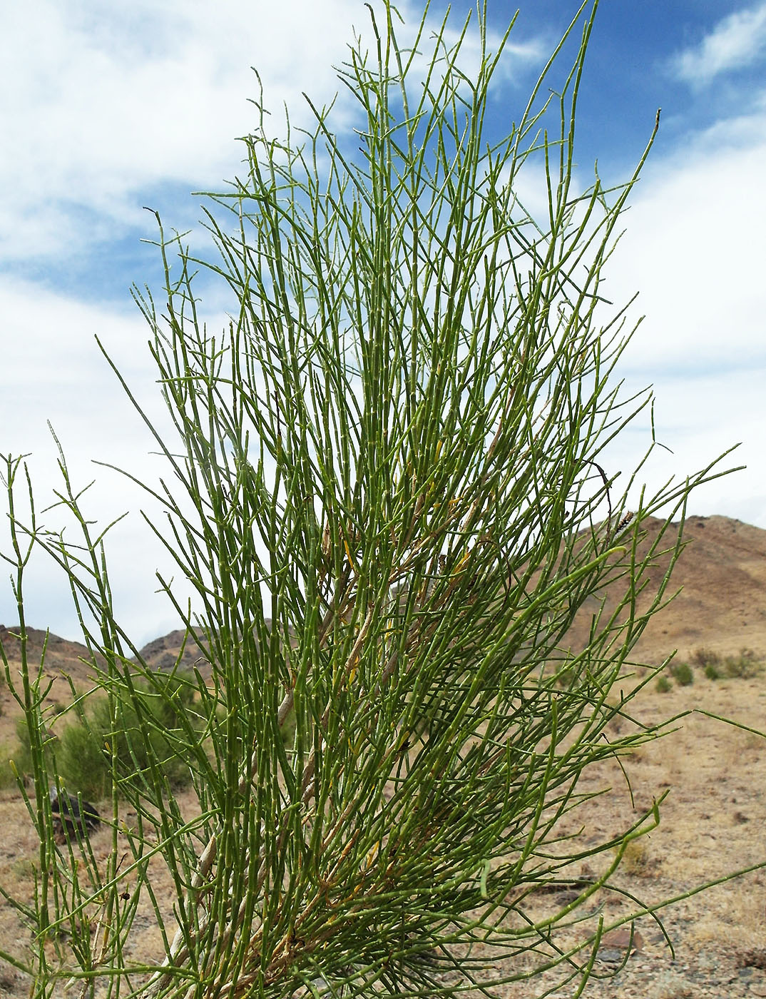 Image of Haloxylon persicum specimen.