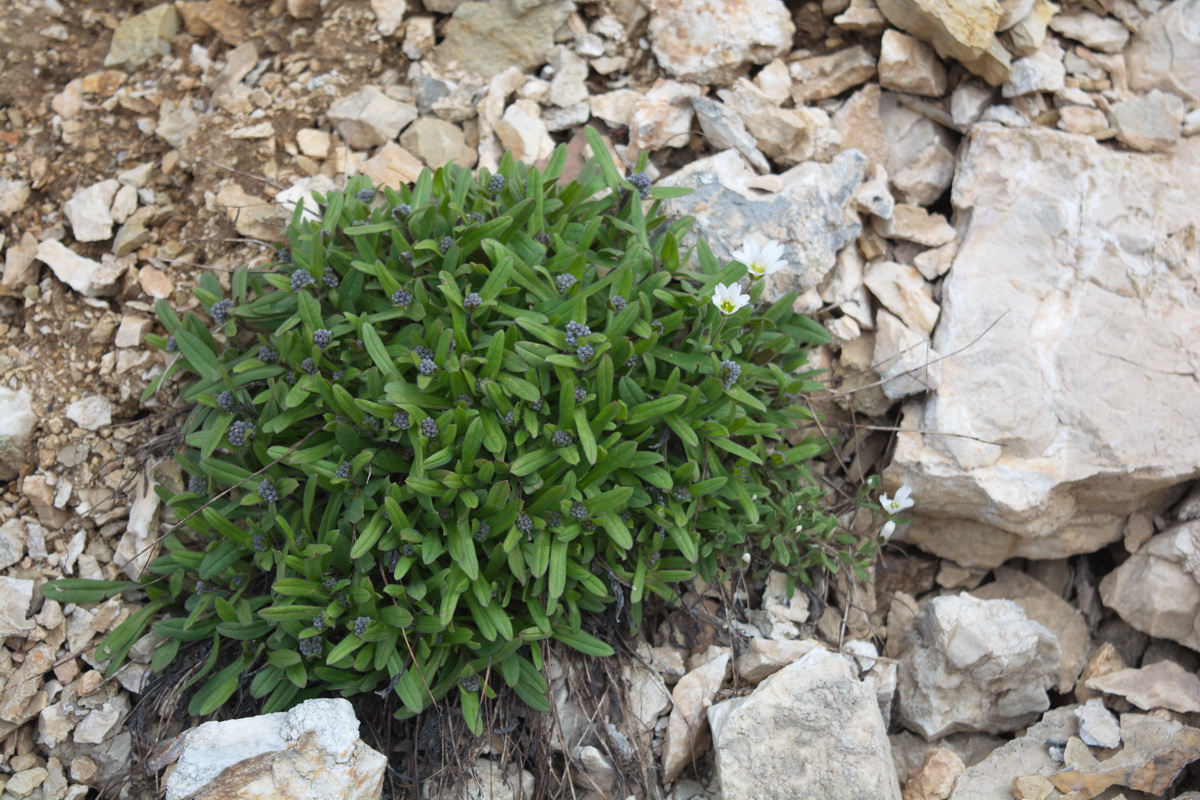 Изображение особи Myosotis alpestris.