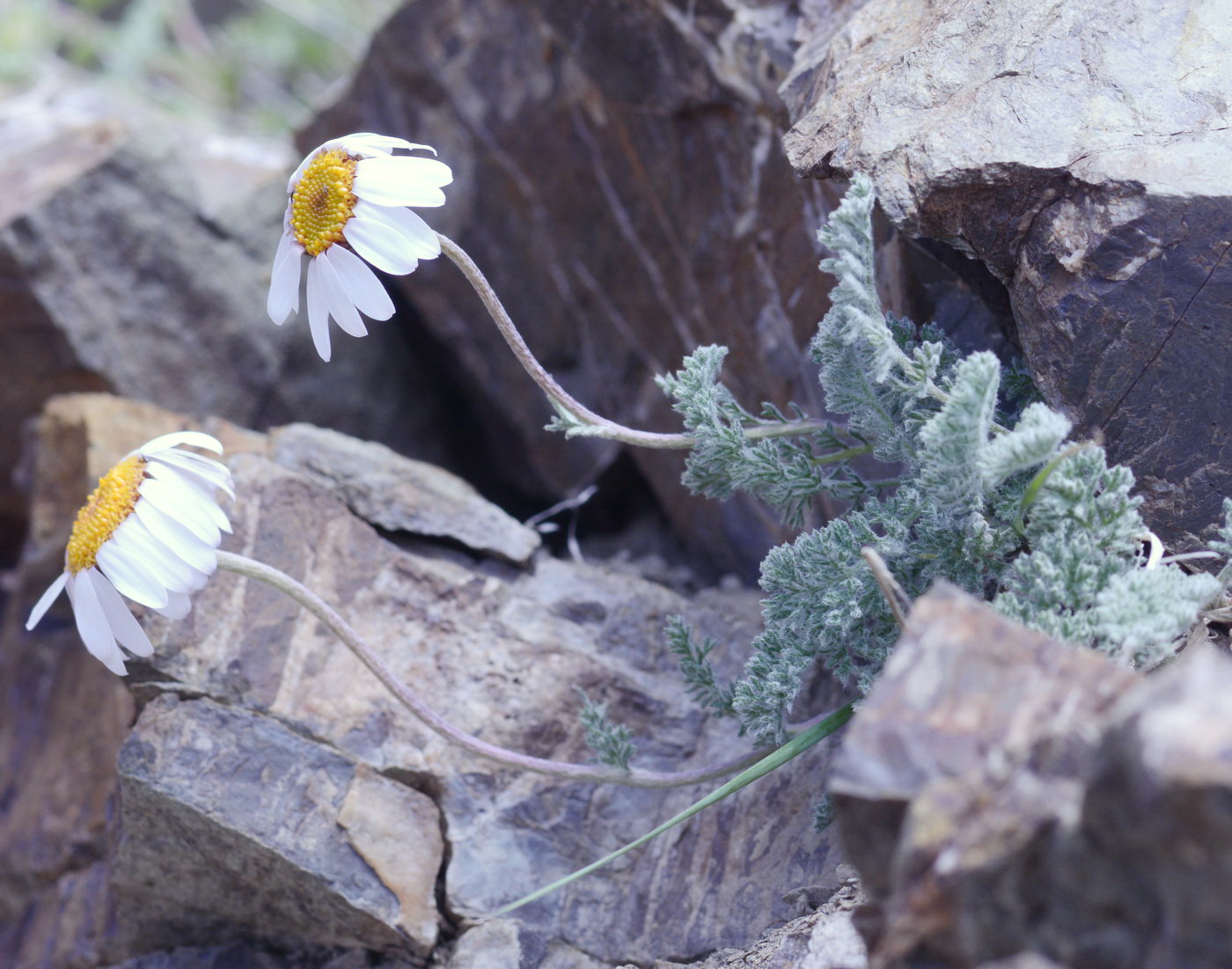 Image of Richteria pyrethroides specimen.