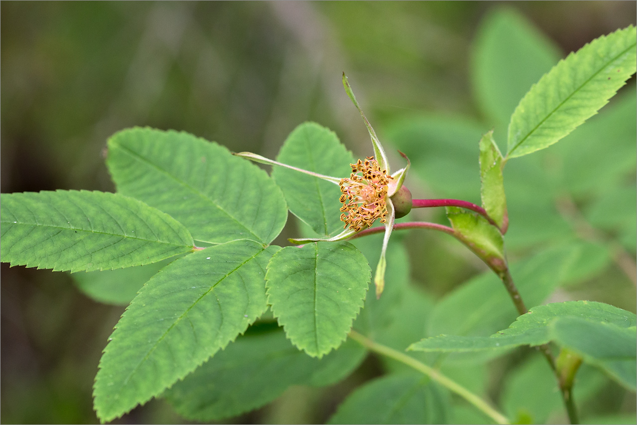 Изображение особи Rosa cinnamomea.