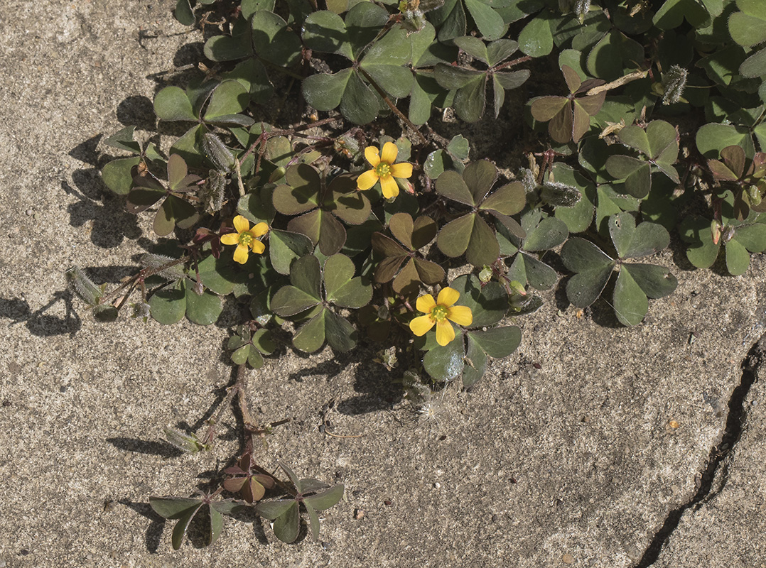 Изображение особи Oxalis corniculata.