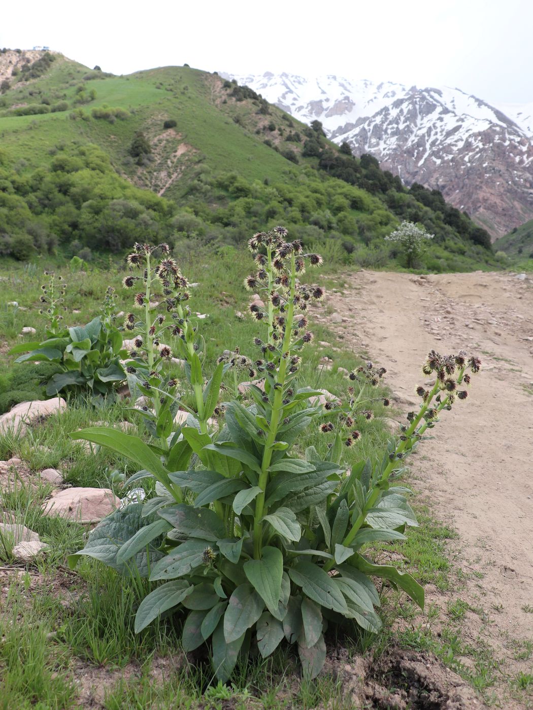 Изображение особи Solenanthus circinnatus.