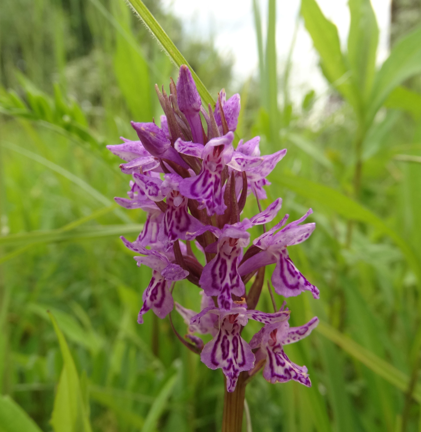Изображение особи Dactylorhiza incarnata.