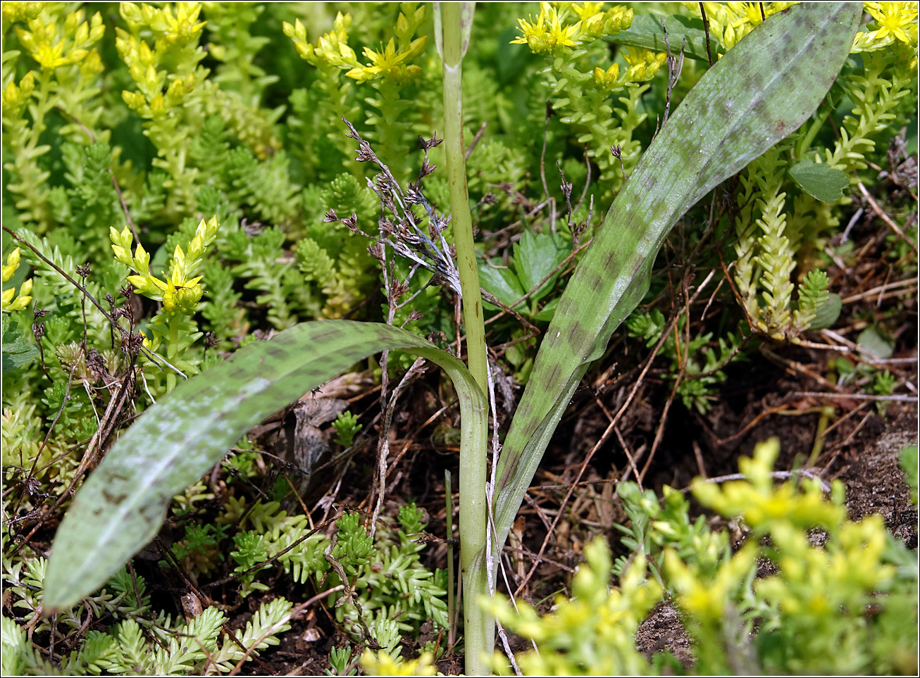 Image of Dactylorhiza fuchsii specimen.