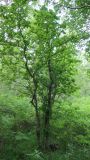 Crataegus chlorosarca. Взрослое растение. Камчатский край, Елизовский р-н, окр. р. Железная, склон сопки, берёзовый лес из Betula ermanii и Betula kamtschatica. 22.07.2023.