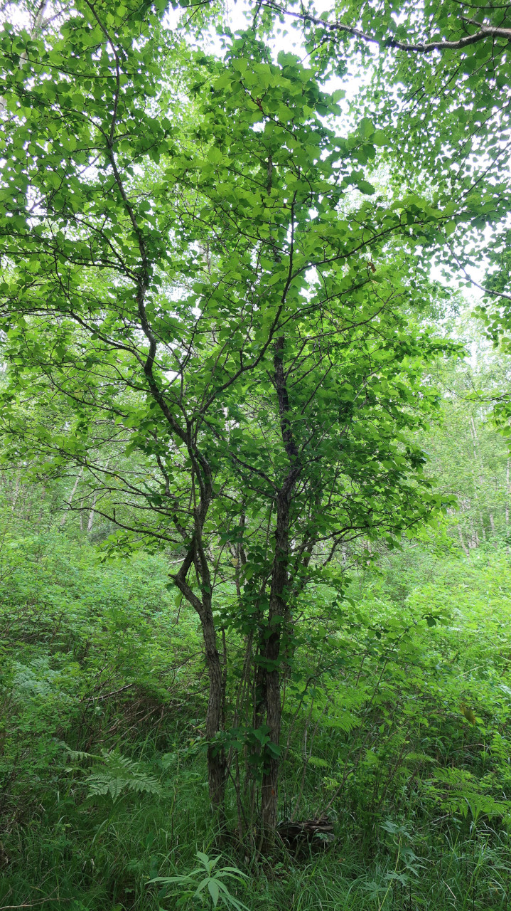 Изображение особи Crataegus chlorosarca.