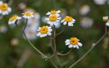 Pyrethrum peucedanifolium. Соцветия. Дагестан, Гунибский р-н, окр. с. Чох, ≈ 1500 м н.у.м., осыпающийся каменистый склон. 29.07.2022.