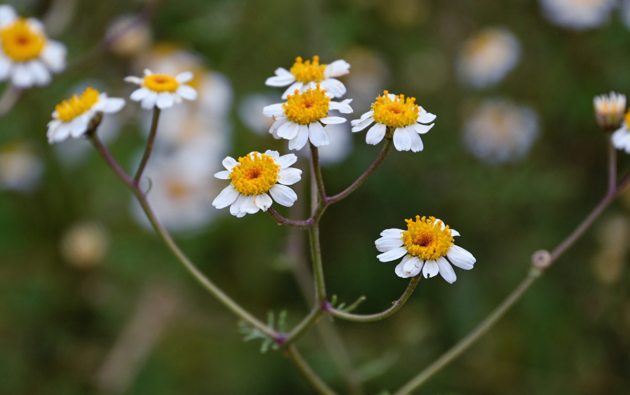 Изображение особи Pyrethrum peucedanifolium.