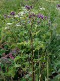 род Arctium. Верхушка цветущего растения (рядом растут Leonurus и Apiaceae). Чечня, Веденский р-н, с. Хой, ≈ 1800 м н.у.м., луговой склон. 25.07.2022.