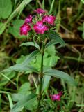 Dianthus barbatus. Верхушка цветущего растения. Грузия, Самцхе-Джавахети, г. Боржоми, у дороги. 11.06.2023.