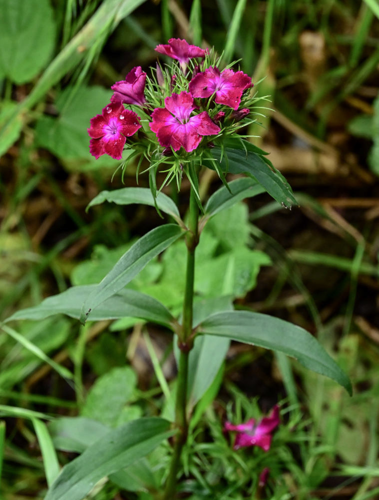 Изображение особи Dianthus barbatus.