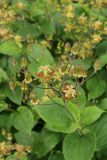 Tricyrtis puberula