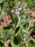 Veronica officinalis