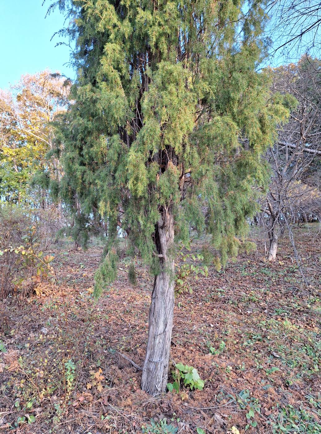 Image of Juniperus rigida specimen.